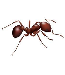 Fire Ants In Hendersonville
