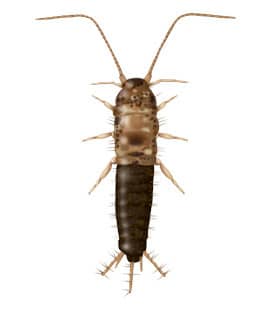 Learn How To Identify Firebrats firebrat