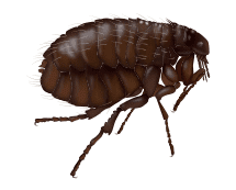 illustration of a flea