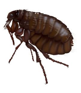 Fleas Our Common Throughout Tennessee fleas in middle tennessee