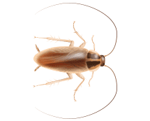 Learn More About German Cockroaches german cockroach illustration