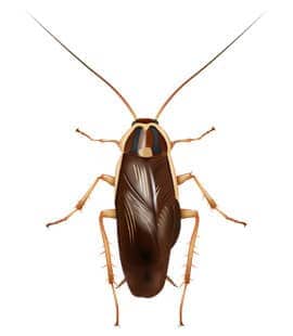 German Cockroaches Are Common Throughout TN german cockroaches in nashville tn
