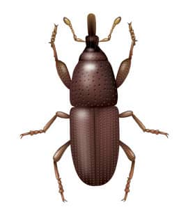 Learn How To Identify Granary Weevils illustration of a granary weevil