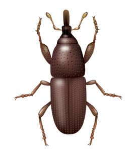 illustration of a granary weevil