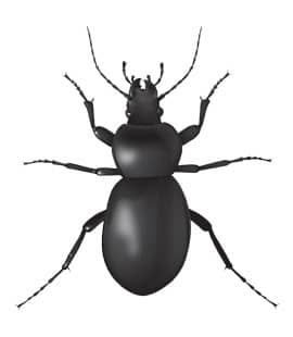 ground beetles in franklin tennessee