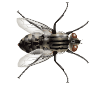 house fly illustration