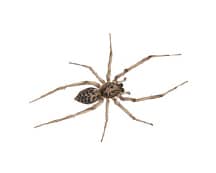 Learn More About The Common House Spider house spider in a nashville home