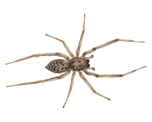 american house spider illustration