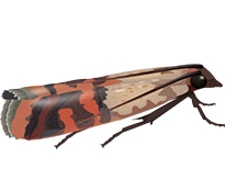 indian meal moth pantry pest