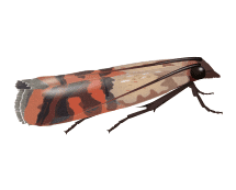 indian meal moth illustration