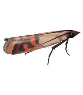 Indian Meal Moth Populations Continue To Rise Throughout Middle Tenneessee indian meal moths in franklin tennessee
