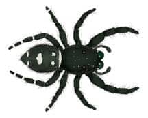 Learn More About Jumping Spiders jumping spider illustration
