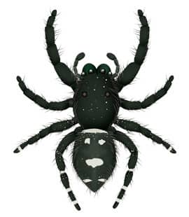 Learn How To Identify Jumping Spiders illustration of a jumping spider
