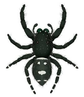 illustration of a jumping spider