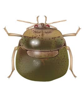 large green kudzu bug