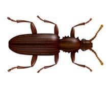 merchant grain beetle illustration