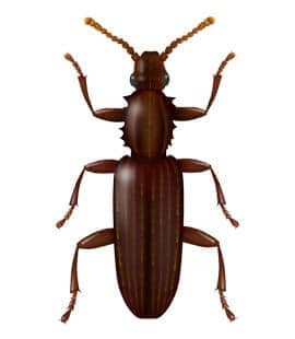 Learn How To Identify Merchant Grain Beetles illustration of merchant grain beetle
