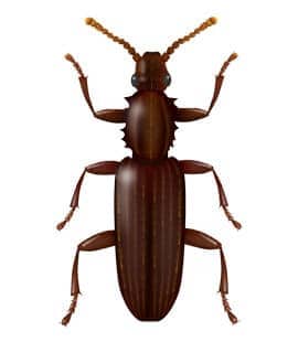 illustration of merchant grain beetle