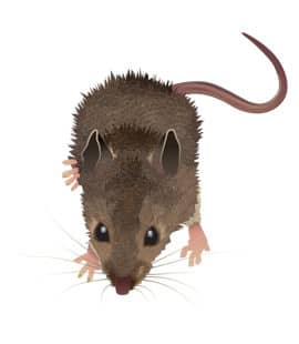Mice Are Common Pests Throughout Tennessee mice in nashville tn