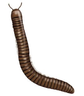 Millipedes Populations Continue To Rise Throughout Middle Tenneessee millipedes in franklin tennessee