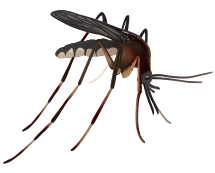 illustration of a mosquito