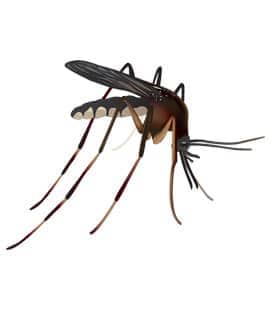 Mosquitoes Can Spread Many Different Diseases mosquito in nashville tn