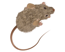 illustration of a mouse