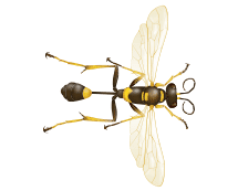 mud dauber illustration