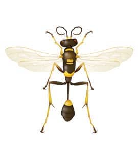 mud daubers in franklin tennessee