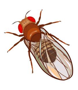 Fruit Flies Can Be A Major Nuisance For TN Homeowners fruit flies in nashville tn