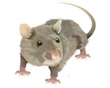 norway rat illustration