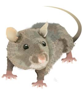 Illustration Of Norway Rat