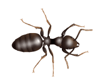 Learn More About Odorous House Ants odorous house ant illustration