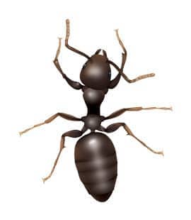 odorous house ant found in hendersonville tn