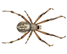 orb spiders illustration