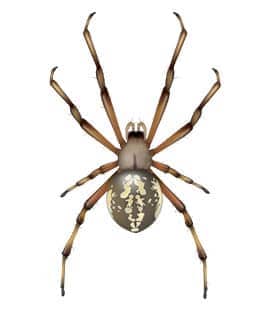 orb spiders in franklin tennessee