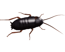 Learn More About Oriental Cockroaches oriental cockroach illustration
