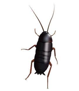 Cockroaches Are A Major Nuisance For Middle TN Homeowners oriental cockroaches in middle tennessee