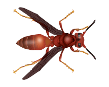 red paper wasp illustration