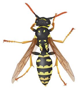 Paper Wasps Populations Continue To Rise Throughout Middle Tenneessee paper wasps in franklin tennessee