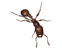 pavement ant illustration