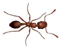 Learn More About Pharaoh Ants pharaoh ant illustration