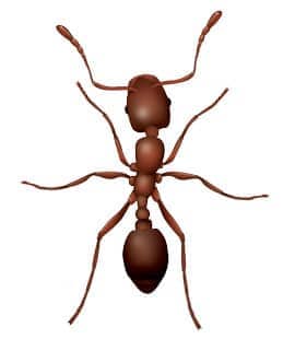 Learn How To Identify Ants illustration of pharaoh ant