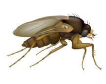 phorid fly