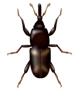 Learn How To Identify Rice Weevils illustration of rice weevil