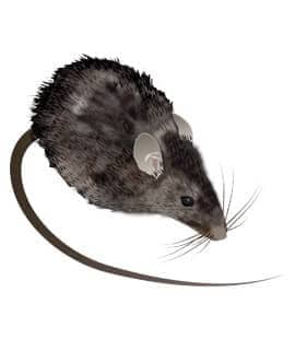 Learn How To Identify Roof Rats roof rat illustration