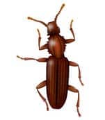 Learn how To Identify Sawtooth Beetles illustration of sawtooth beetle