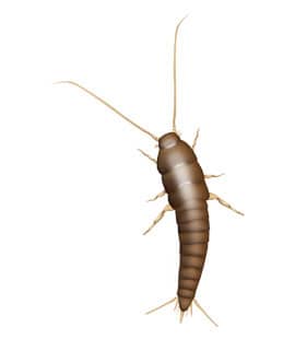 Silverfish Are Common In Tennessee silverfish in franklin tn