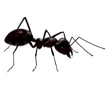 black ant illustration