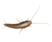 illustration of a silverfish